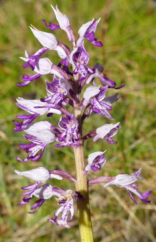 Orchidee a Campo Imperatore tra Medioevo e wilderness  primavera 2023